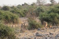 Löwen im Chobe Nationalpark