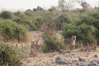 Löwen im Chobe Nationalpark