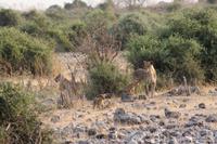 Löwen im Chobe Nationalpark