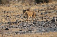 Löwen im Chobe Nationalpark