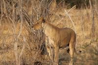 Löwen im Chobe Nationalpark