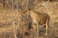 Löwen im Chobe Nationalpark