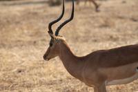 Chobe Nationalpark