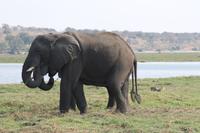 Pirschfahrt mit dem Boot im Chobe Nationalpark