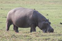 Pirschfahrt mit dem Boot im Chobe Nationalpark