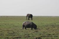 Pirschfahrt mit dem Boot im Chobe Nationalpark