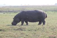 Pirschfahrt mit dem Boot im Chobe Nationalpark