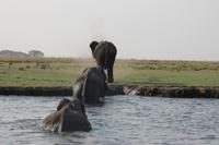 Pirschfahrt mit dem Boot im Chobe Nationalpark