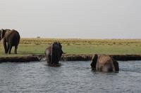 Pirschfahrt mit dem Boot im Chobe Nationalpark