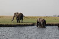 Pirschfahrt mit dem Boot im Chobe Nationalpark