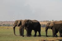 Pirschfahrt mit dem Boot im Chobe Nationalpark