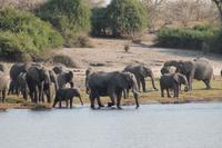 Pirschfahrt mit dem Boot im Chobe Nationalpark