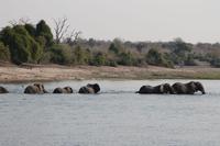 Pirschfahrt mit dem Boot im Chobe Nationalpark