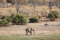 Pirschfahrt mit dem Boot im Chobe Nationalpark