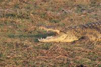 Pirschfahrt mit dem Boot im Chobe Nationalpark
