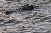 Pirschfahrt mit dem Boot im Chobe Nationalpark