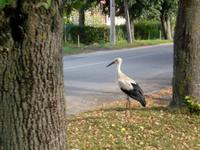 Storch in Litauen
