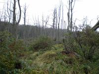 Bäume der Kormorane