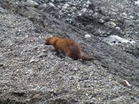 Kleiner Nerz auf dem Falljökull-Gletscher