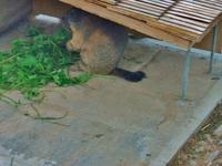 Stanserhorn, Murmeltier