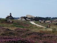 Ploumanac'h. Delphin