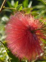 Wenwu Tempel am Sonne-Mond-See