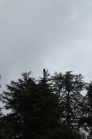 Weißkopfseeadler