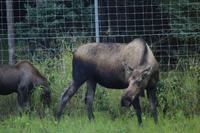 Elchfamilie!