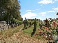 Weingut Boca Podere al Valloni