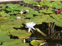 Terrassengärten Isola Bella