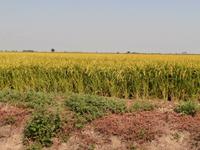 beim Reisbauern Tenuta Castello Desana