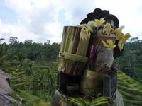 Reiseterrassen bei Ubud