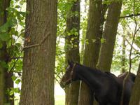 da steht ein Pferd im Baum