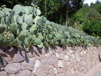 Kakteen, soweit das Auge reicht