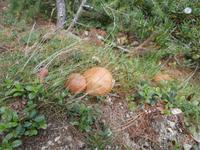 Grand Paradiso - reichlich Pilze