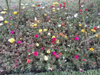 Botanische Gärten der Villa Taranto in Intra