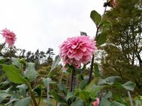 Botanische Gärten der Villa Taranto in Intra-im Dahlienlabyrinth