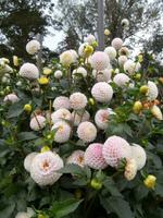 Botanische Gärten der Villa Taranto in Intra-im Dahlienlabyrinth