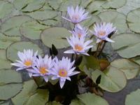 Botanische Gärten der Villa Taranto in Intra