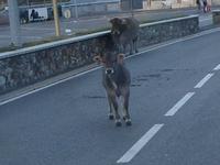 Kühe am Pas de la Casa