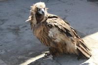 ein Geier in Kasri Orifon