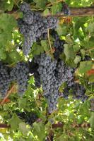 traumhafte Weintrauben