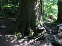 Königin des Waldes mit 42 Meter