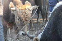 auf dem Viehmarkt in Karakol