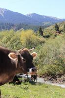 in der Schlucht Sheti Oguz