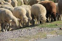 in der Turgen-Schlucht