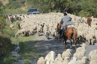 in der Turgen-Schlucht