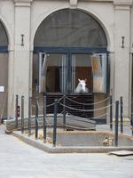  Lipizzaner in der kaiserlichen Hofreitschule in Wien