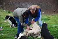 Gäste in Aktion bei Schafsschur