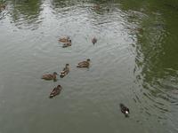 Japanischer Garten